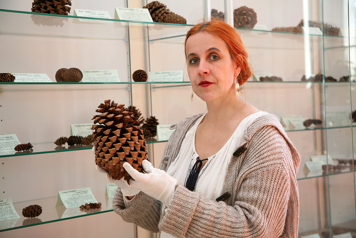 LU Muzeja krājuma glabātāja Daiga Jamonte Botānikas un mikoloģijas kolekciju telpās pie čiekuru kolekcijas. Foto: Sarmīte Livdāne LU Muzeja krājuma glabātāja Daiga Jamonte Botānikas un mikoloģijas kolekciju telpās pie čiekuru kolekcijas. Foto: Sarmīte Livdāne