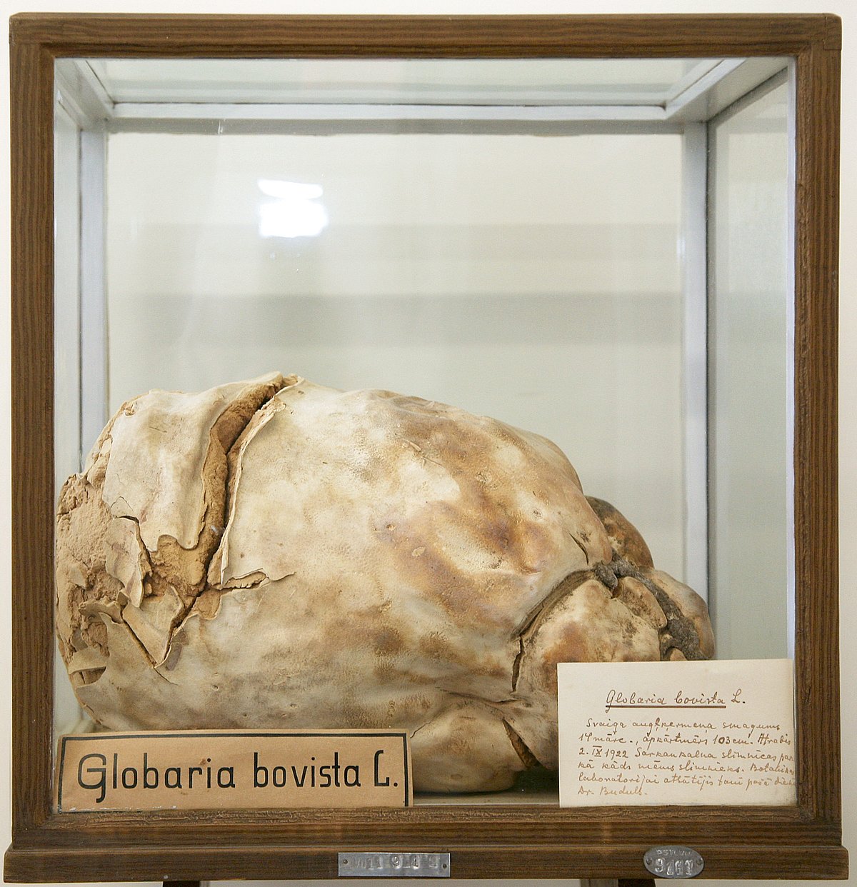 1922. gada 2. septembrī atrastais 103 cm liela apkārtmēra milzu apaļpūpēža augļķermenis, kas atrodas LU Muzeja Botānikas un mikoloģijas kolekcijā (Foto: Sarmīte Livdāne) 1922. gada 2. septembrī atrastais 103 cm liela apkārtmēra milzu apaļpūpēža augļķermenis, kas atrodas LU Muzeja Botānikas un mikoloģijas kolekcijā (Foto: Sarmīte Livdāne)