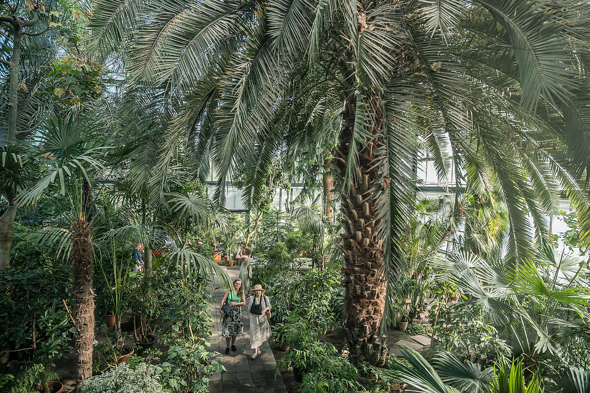 Foto: Toms Grīnbergs, LU Plaša tropu augu ekspozīcija botāniskā dārza siltumnīcā ar augstām palmām, papardēm un citiem zaļajiem augiem. Pa celiņu starp bagātīgo veģetāciju pastaigājas apmeklētāji, bet caur stiklotajām sienām ieplūst dabiska dienasgaisma.