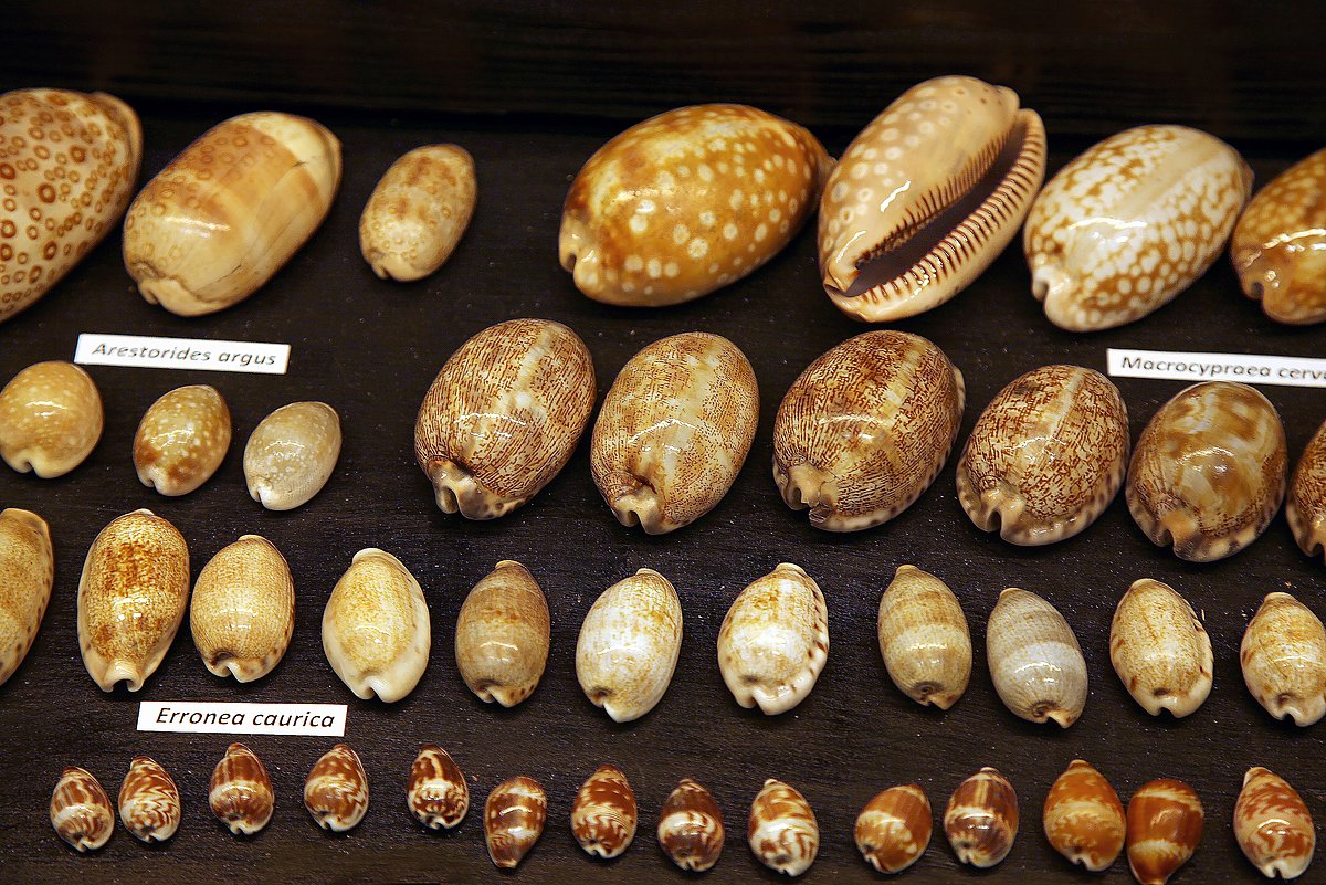 Porcelāngliemežu dzimta Cypraeidae. Foto: S. Livdāne