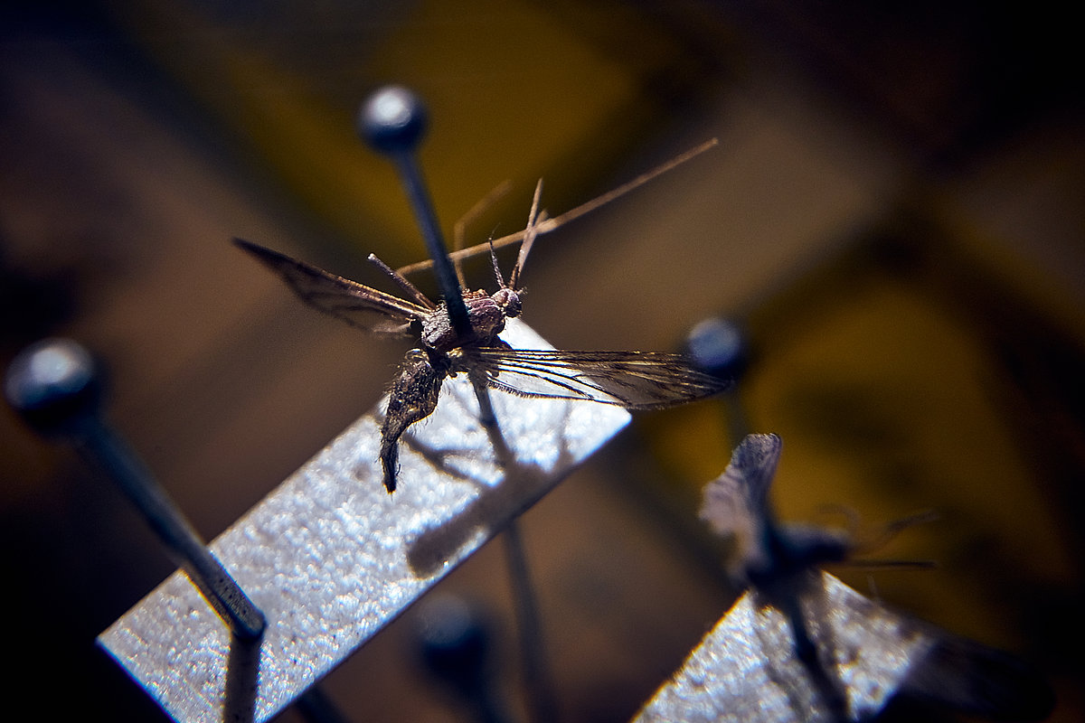Malārijas ods (Anopheles maculipennis) no LU Muzeja entomoloģiskas kolekcijas (Foto: Edgars Čudars) Malārijas ods (Anopheles maculipennis) no LU Muzeja entomoloģiskas kolekcijas (Foto: Edgars Čudars)