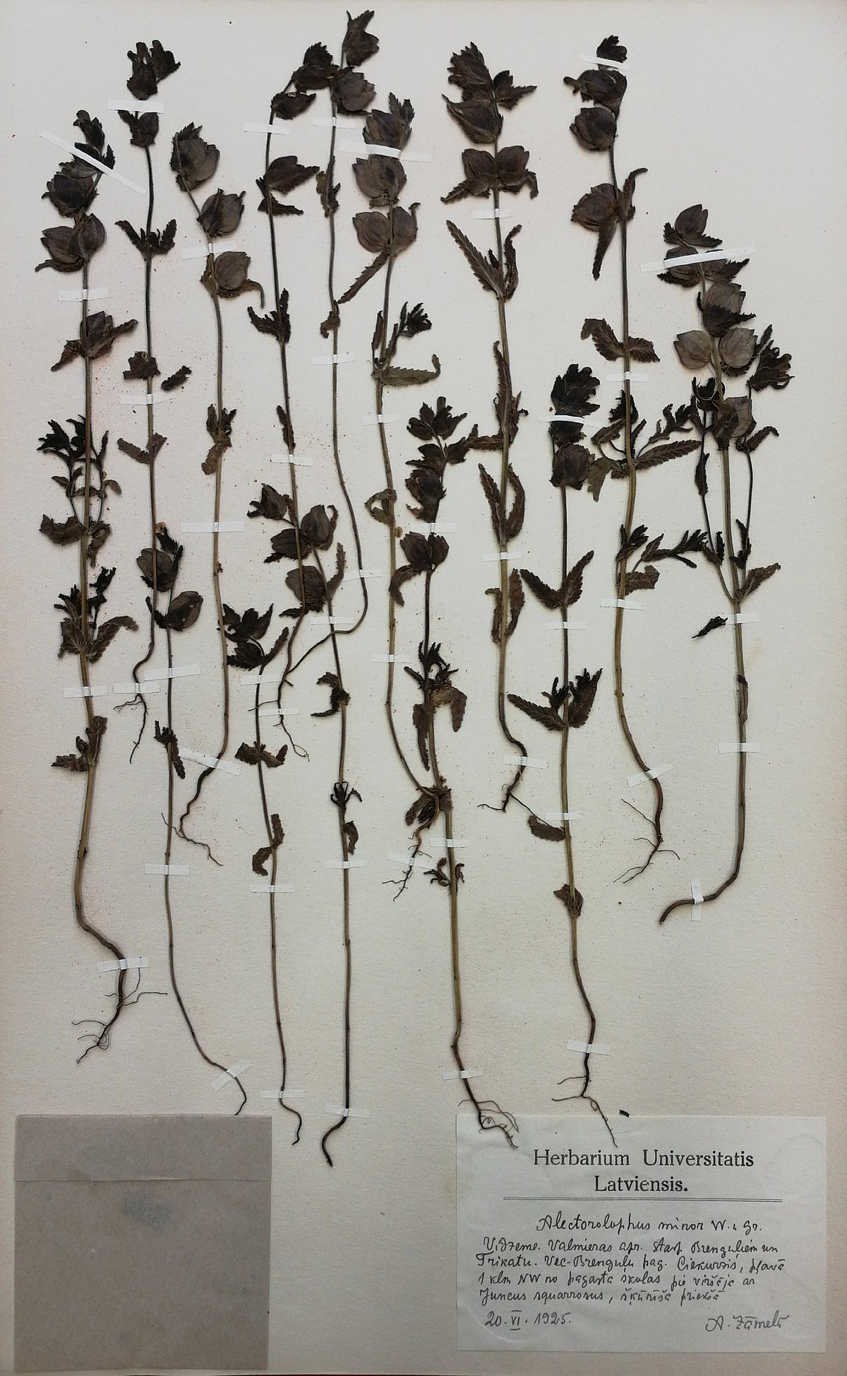 A. Zāmeļa 1925. gadā ievāktais mazā zvaguļa herbārijs (Herbarium Latvicum, LU Botānikas Muzejs) A. Zāmeļa 1925. gadā ievāktais mazā zvaguļa herbārijs (Herbarium Latvicum, LU Botānikas Muzejs)