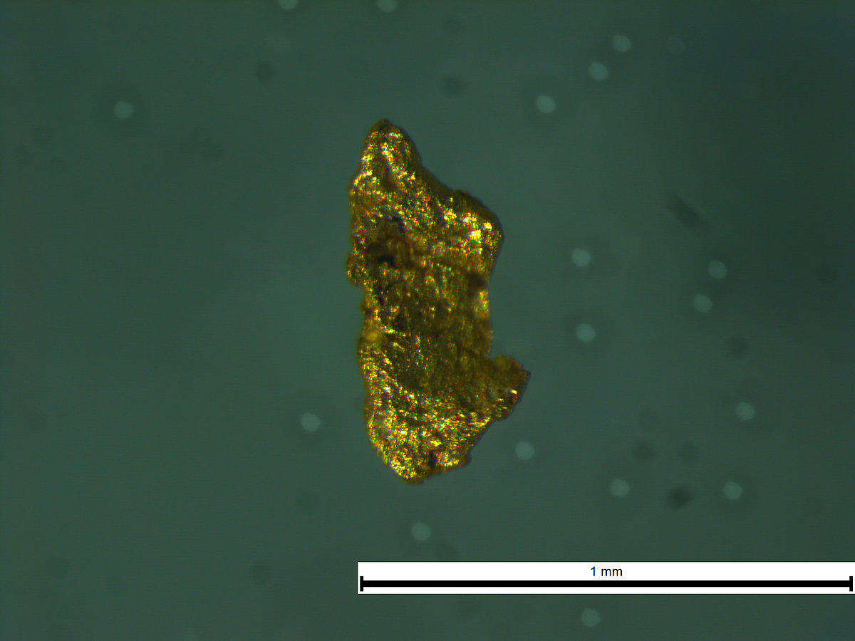 Zelta grauds no Vijas upes (Vidzeme) mūsdienu nogulumiem, kas konstatēts ĢZZF ģeologu realizēto mineraloģisko pētījumu laikā (mikroskopfoto uzņemts ĢZZF laboratorijā, autori: V. Visocka, V. Hodireva). Zelta grauds no Vijas upes (Vidzeme) mūsdienu nogulumiem, kas konstatēts ĢZZF ģeologu realizēto mineraloģisko pētījumu laikā (mikroskopfoto uzņemts ĢZZF laboratorijā, autori: V. Visocka, V. Hodireva).