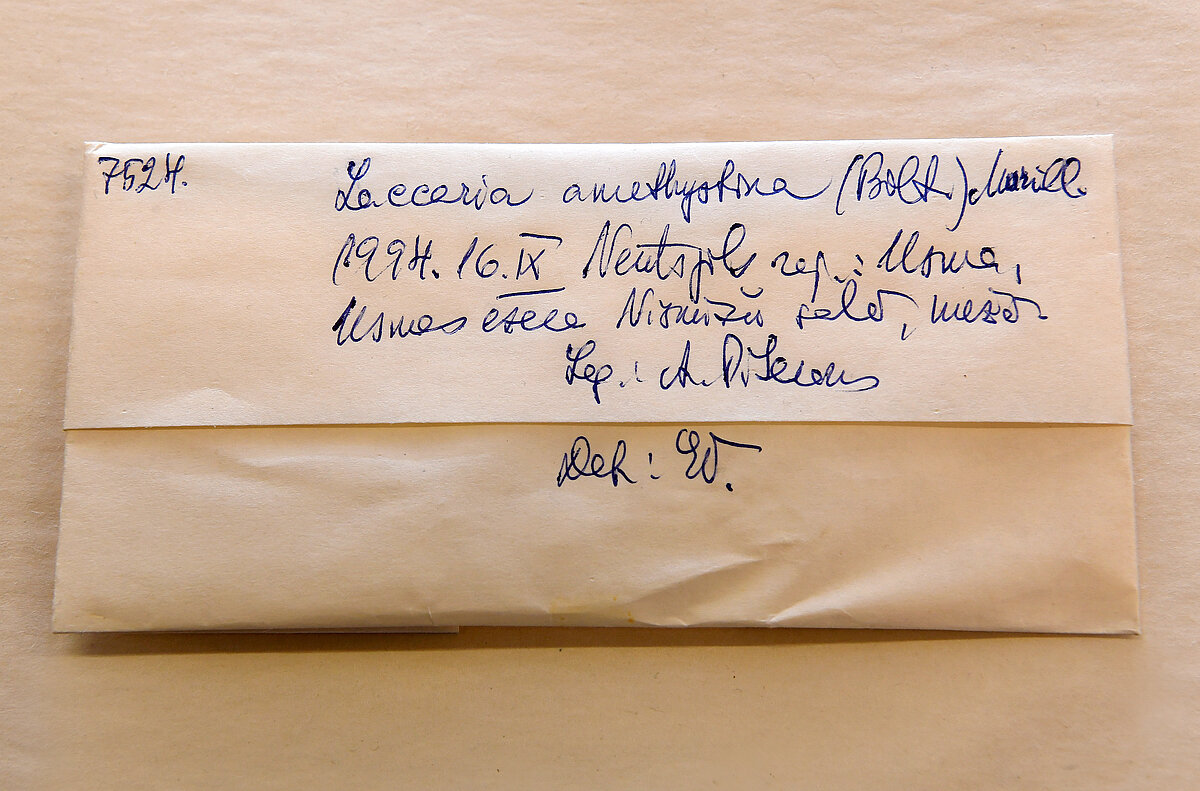 Sēņu herbārija mapīte ar tai uzrakstīto etiķeti. Foto: LU Muzeja krājums, Sarmīte Livdāne 21.10.2025