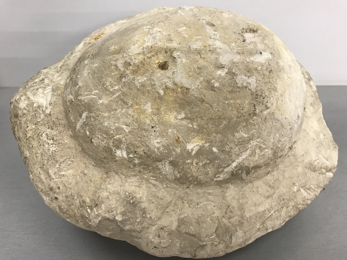 Perma perioda porcelānveida kaļķakmens kukulis no izstrādājamas atradnes Kurzemē pie Saldus (atradne Sātiņi) LUM Ģeoloģijas ekspozīcijā “Latvijas ģeoloģiskais griezums”. Kompleksās ģeoloģiskās izpētes ekspedīcijas darbinieces I. Temščukas 1995. gada dāvinājums LU Muzejam. Foto: V. Hodireva.