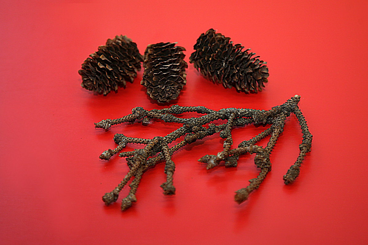 Picea jezoensis čiekuri un zariņš LU Muzeja Botānikas un mikoloģijas kolekcijā. Foto: Sarmīte Livdāne Picea jezoensis čiekuri un zariņš LU Muzeja Botānikas un mikoloģijas kolekcijā. Foto: Sarmīte Livdāne